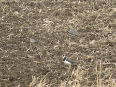 Vanellus vanellus