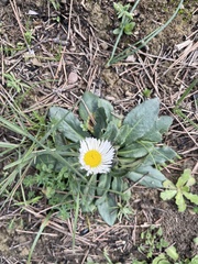 Bellis sylvestris