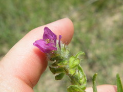 Syncolostemon bracteosus