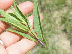 Syncolostemon bracteosus