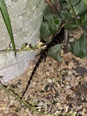 Cyclodomorphus gerrardii