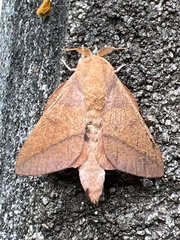 Adeloneivaia catharina