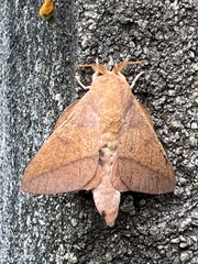 Adeloneivaia catharina