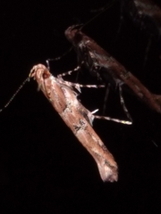 Pyroderces aellotricha