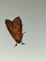 Miltochrista pyraula