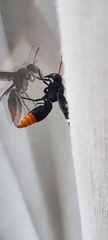 Synagris
