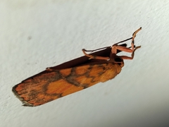 Miltochrista pyraula