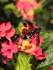 Ancistrocerus madaera