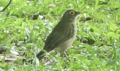 Turdus nudigenis