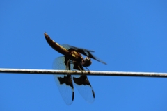 Palpopleura portia