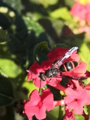 Ancistrocerus madaera