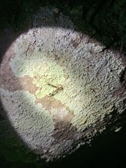 Stephanopis barbipes