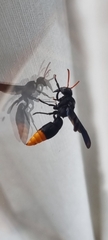 Synagris