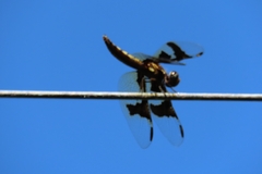 Palpopleura portia