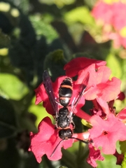 Ancistrocerus madaera