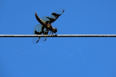 Palpopleura portia