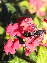 Ancistrocerus madaera