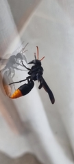 Synagris