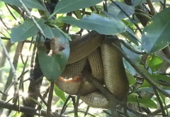 Corallus ruschenbergerii