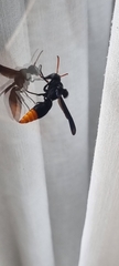 Synagris