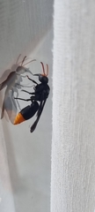 Synagris