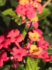 Ancistrocerus madaera