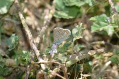 Polyommatus celina