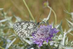 Melanargia ines