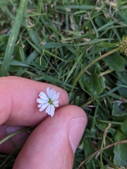 Bellis perennis