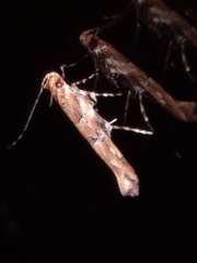 Pyroderces aellotricha