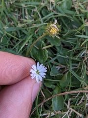 Bellis perennis