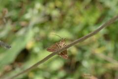Asphodelus ramosus