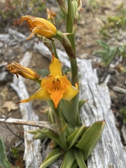 Chloraea alpina