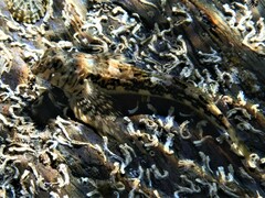 Lepidoblennius marmoratus