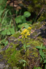 Packera sanguisorbae