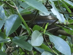 Corallus ruschenbergerii