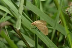 Achyra nudalis