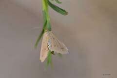Achyra nudalis