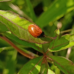Chelymorpha cribraria