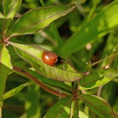 Chelymorpha cribraria