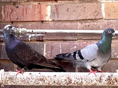 Columba livia domestica