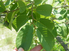 Annona senegalensis