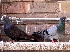 Columba livia domestica