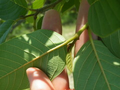 Annona senegalensis