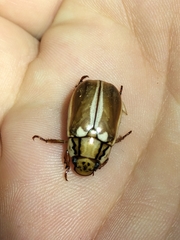 Anoplognathus abnormis