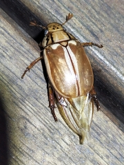 Anoplognathus abnormis