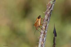 Carpocoris mediterraneus