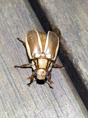 Anoplognathus abnormis
