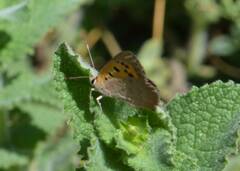 Lycaena phlaeas