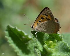 Lycaena phlaeas